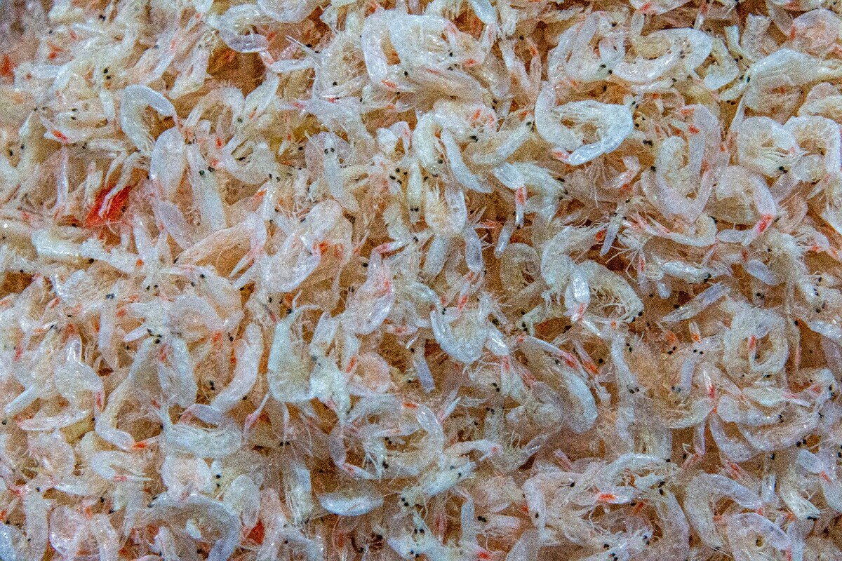 虾皮 虾 干虾 小虾子  
