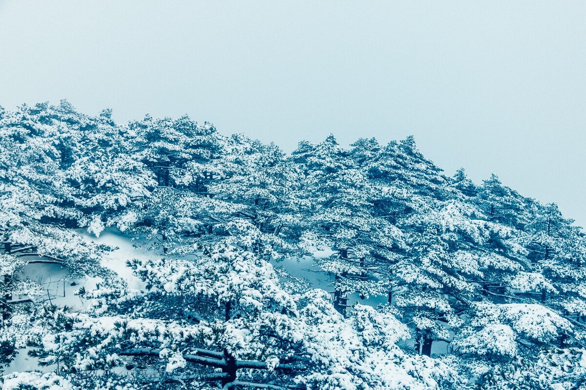 雪山 雪景 大自然 自然风光 银妆素裹 万里雪飘 黄山雪景 黄山 雪后的黄山 旅游 旅行 森林雪景