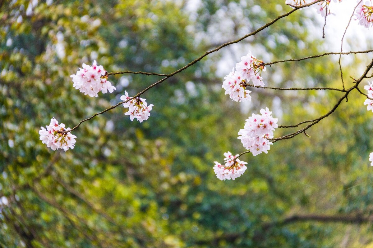 日本樱花 樱花 东京樱花 Cherry Tree 花儿 花卉 植物 太子湾樱花 樱花