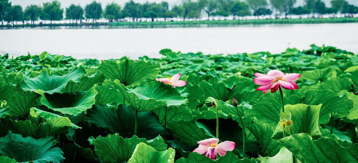 荷花 白堤 断桥 莲花 水芙蓉 藕花 芙蕖 水芝 水华 泽芝 中国莲 花苞 水旦草 芙蓉 水芙蓉 玉环 六月春 中国莲 六月花神 藕花 灵草 玉芝 水中芙蓉 水宫仙子 君子花 天仙花 红蕖 溪客 碧环鞭蓉 鞭蕖 金芙蓉 草芙蓉 静客 翠钱 红衣 宫莲 佛座须