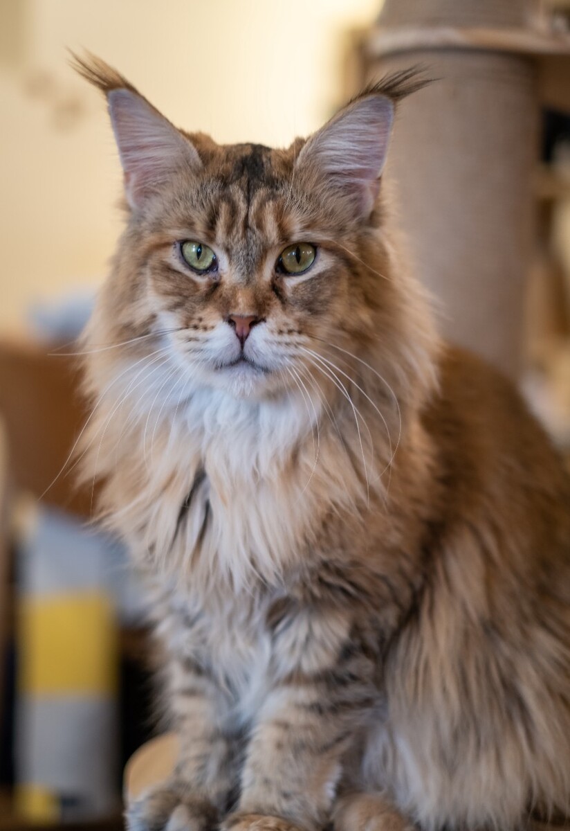 猫 猫科动物 动物 猫亚科 豹亚科 猫咪 家猫 野猫 喵星人 可爱的猫猫 英短 虎斑