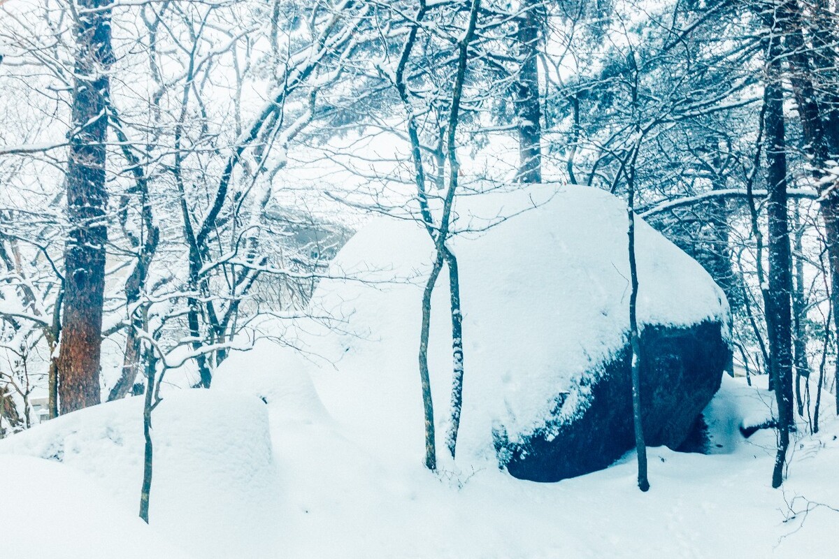雪景 大自然 自然 风光 黄山雪景 摄影 银妆素裹 千里冰封 万里雪飘 旅游 树枝上的雪 森林雪景