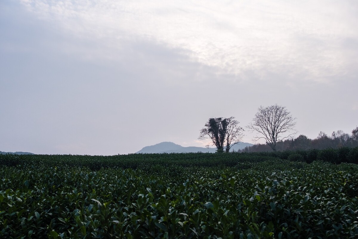 茶园风光 自然风光 茶树 茶园 龙井茶园 杭州 龙井茶园 自然 云彩 网红茶树 椰子树 摄影