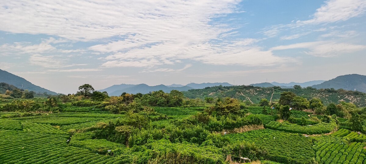 茶园 茶叶 茶村 龙坞 茶山 茶镇 龙坞茶山 杭州龙坞茶园 杭州龙坞茶村 杭州龙坞茶山