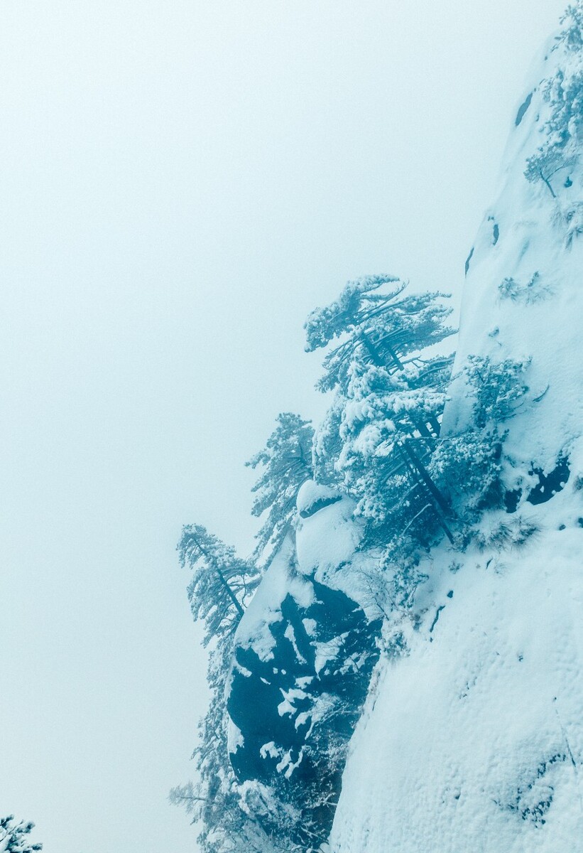 雪景 大自然 自然 风光 黄山雪景 摄影 银妆素裹 千里冰封 万里雪飘 旅游 树枝上的雪 森林雪景