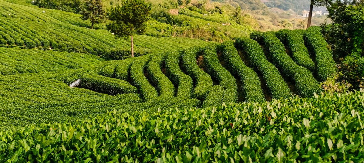 茶园 茶叶 茶村 龙坞 茶山 茶镇 龙坞茶山 杭州龙坞茶园 杭州龙坞茶村 杭州龙坞茶山