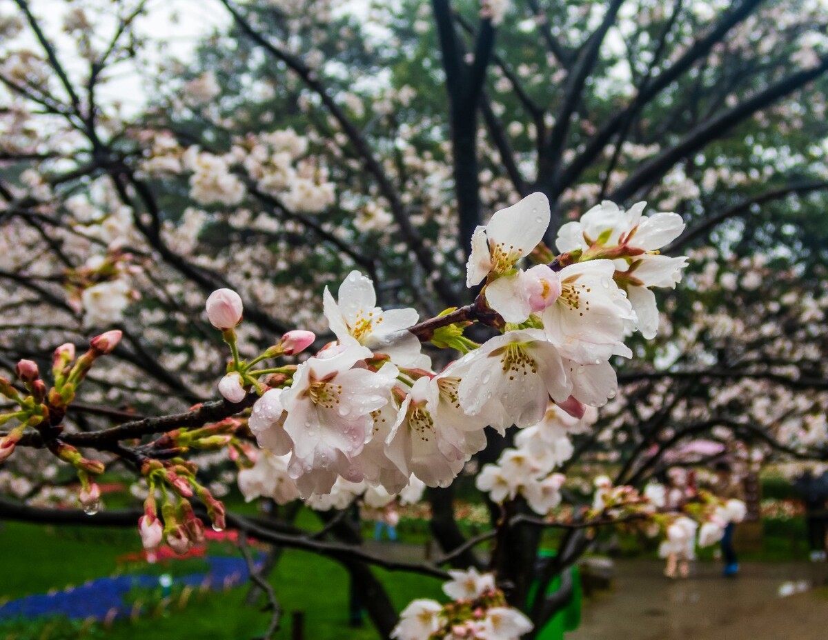 日本樱花 樱花 东京樱花 Cherry Tree 花儿 花卉 植物 太子湾樱花 樱花
