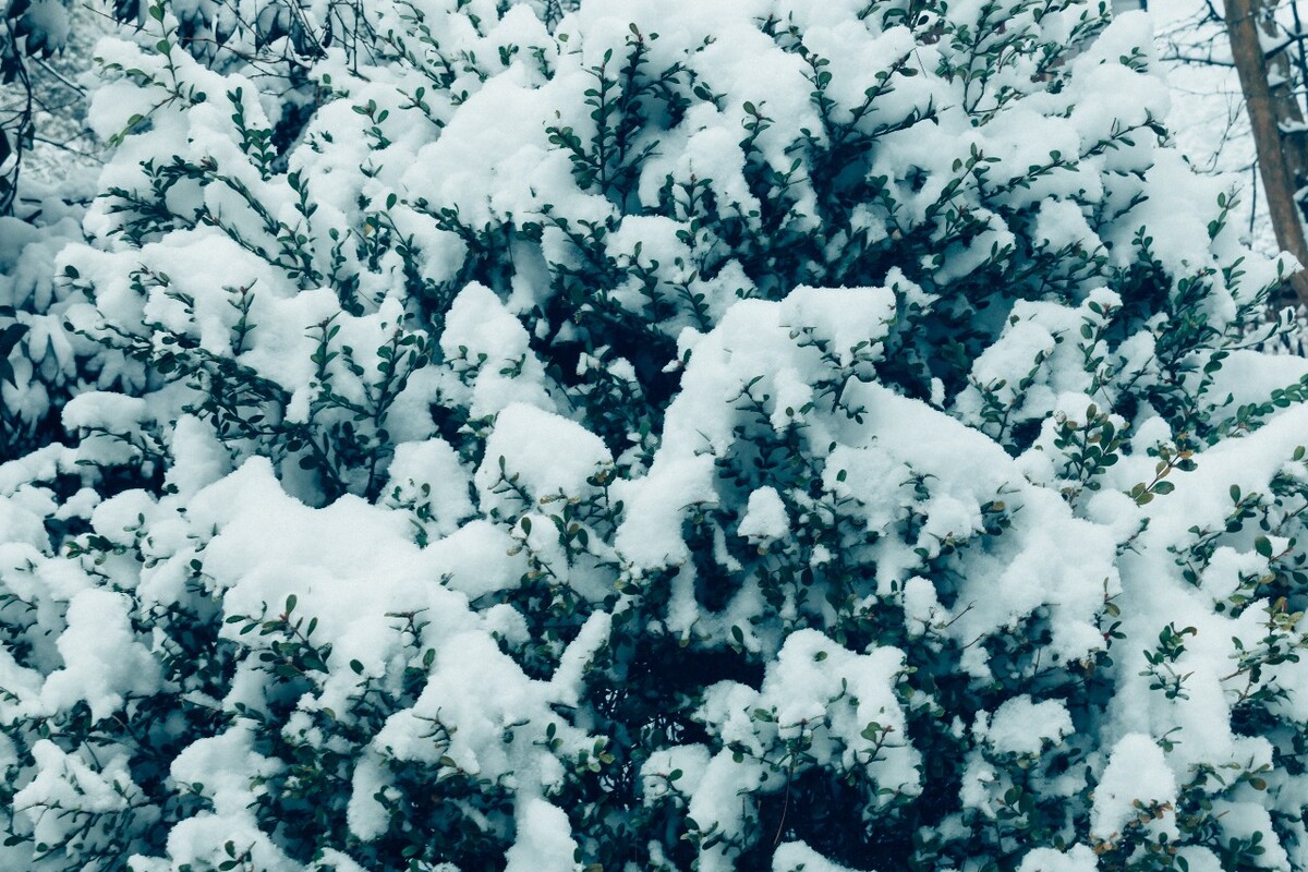 雪 自然 风光 摄影 树枝上的雪 白雪 雪景 大自然 黄山雪景