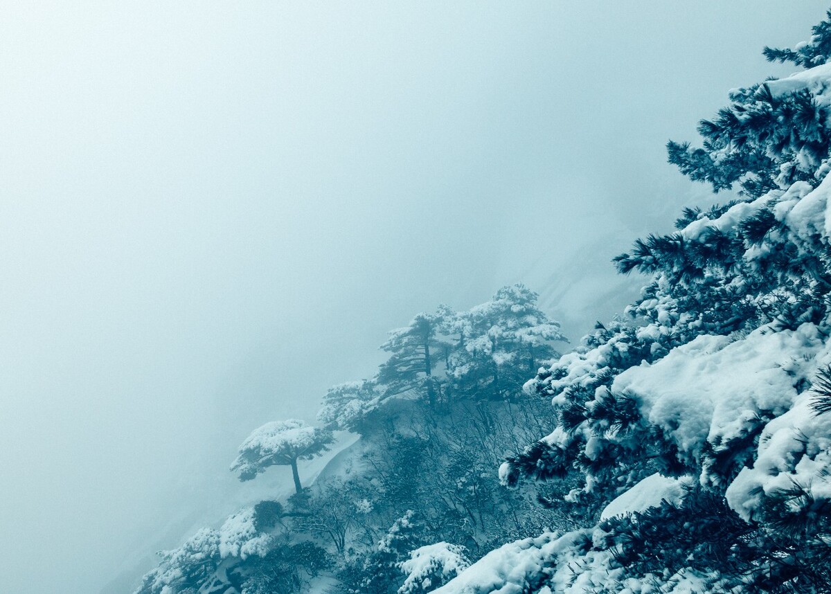 雪景 大自然 自然 风光 黄山雪景 摄影 银妆素裹 千里冰封 万里雪飘 旅游 树枝上的雪 森林雪景