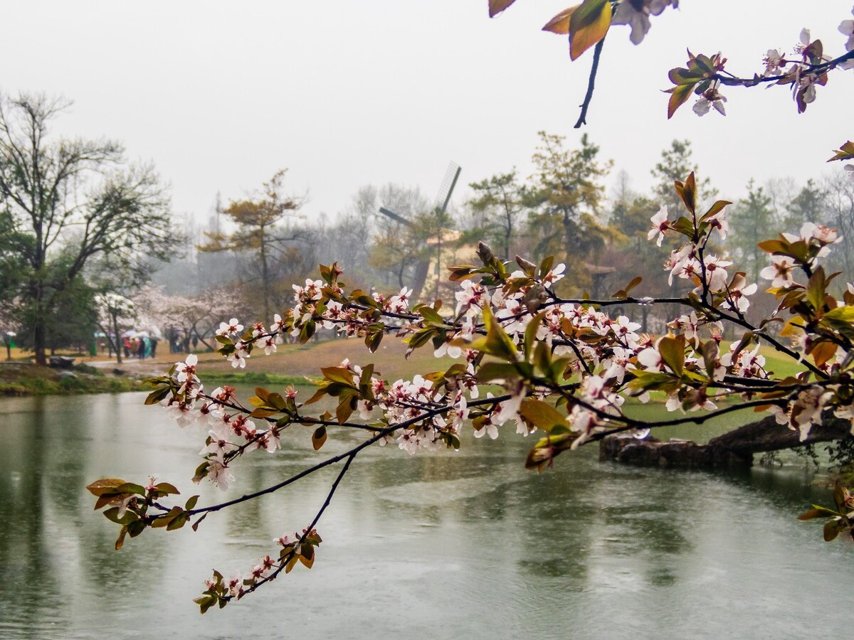 日本樱花 樱花 东京樱花 Cherry Tree 花儿 花卉 植物 太子湾樱花