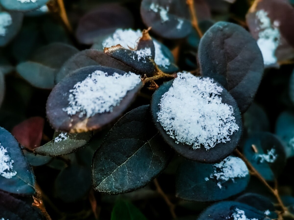 雪 初雪 杭州初雪 雪 自然 风景 地上的雪 雪景 好久不见的雪 冰晶 雪晶 植物上的雪