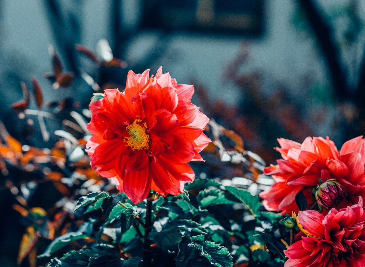 将离 离草 婪尾春 容 犁食 没骨花 黑牵夷 红药 芍药 植物 花草 花卉 摄影