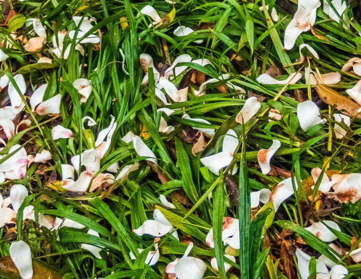 地上的玉兰花 植物 花卉 特写 花儿 花 玉兰花 玉兰 白玉兰 木兰 玉兰花 迎春花 望春 应春花 玉堂春 辛夷花