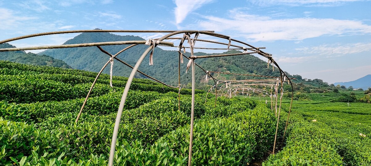 茶园 茶叶 茶村 龙坞 茶山 茶镇 龙坞茶山 杭州龙坞茶园 杭州龙坞茶村 杭州龙坞茶山