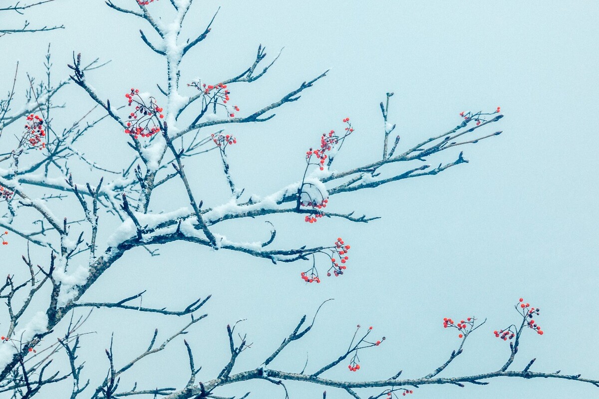 雪景 大自然 自然 风光 黄山雪景 摄影 银妆素裹 千里冰封 万里雪飘 旅游 树枝上的雪 森林雪景 果实