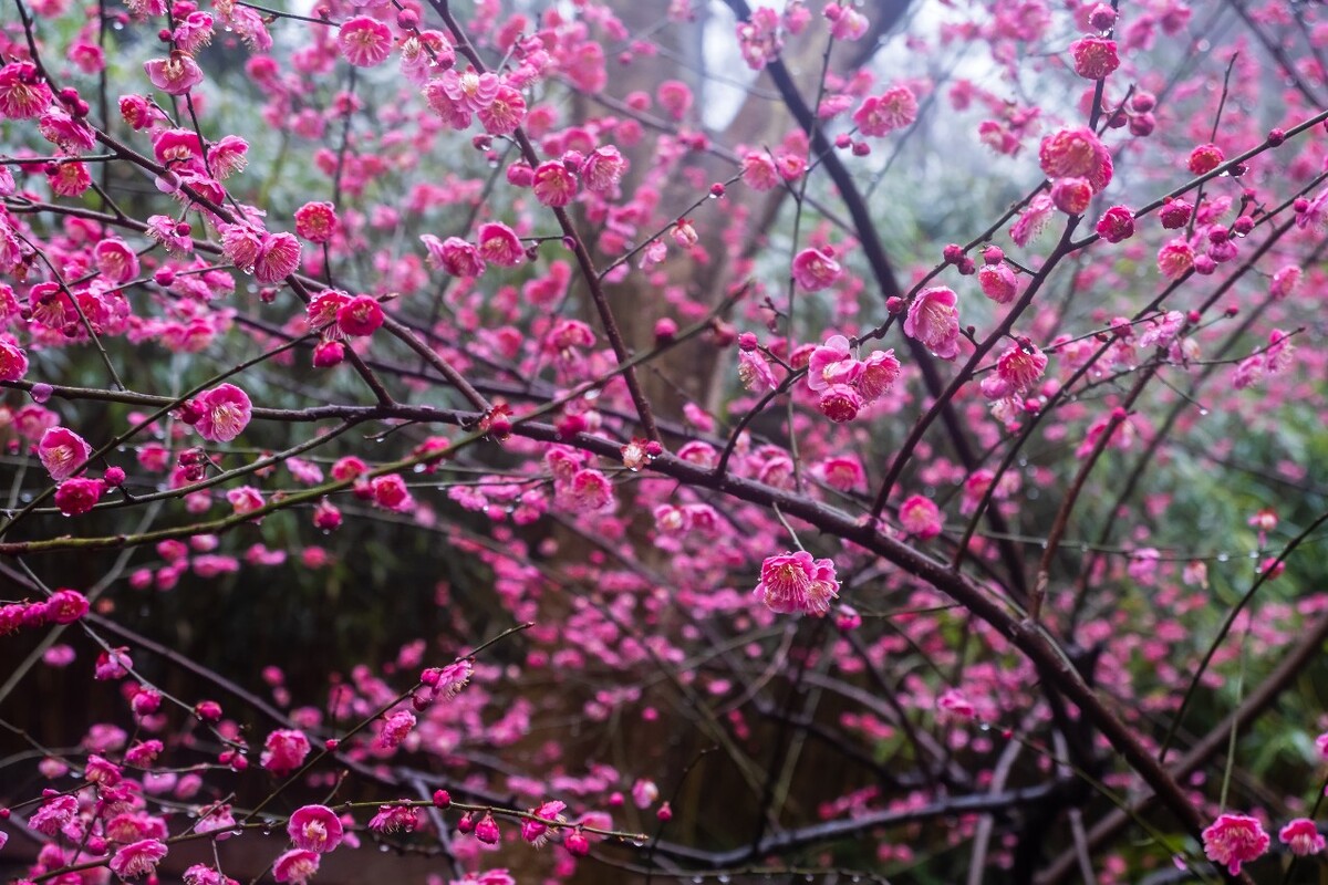 雨中梅 梅花 植物 花卉 花草 寒梅 红梅 雨中红梅 自然 风光 图片 素材 特写 梅花特写 Red plum