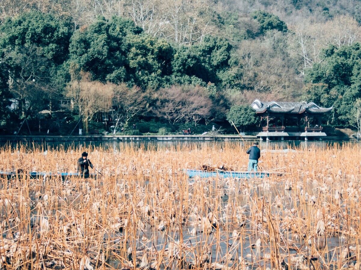西湖美化人 环境保护人 西湖 枯荷 荷塘 风光 自然 风景 杭州西湖 清理人 人像 图片 素材