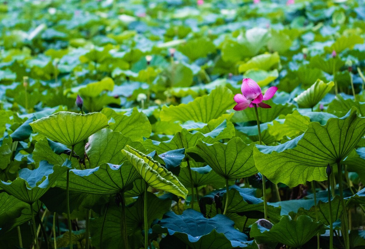 荷叶 荷塘 荷 植物 叶子 莲花 水芙蓉 莲花 水芙蓉 藕花 芙蕖 水芝 水华 泽芝 中国莲 摄影 特写 自然 风光