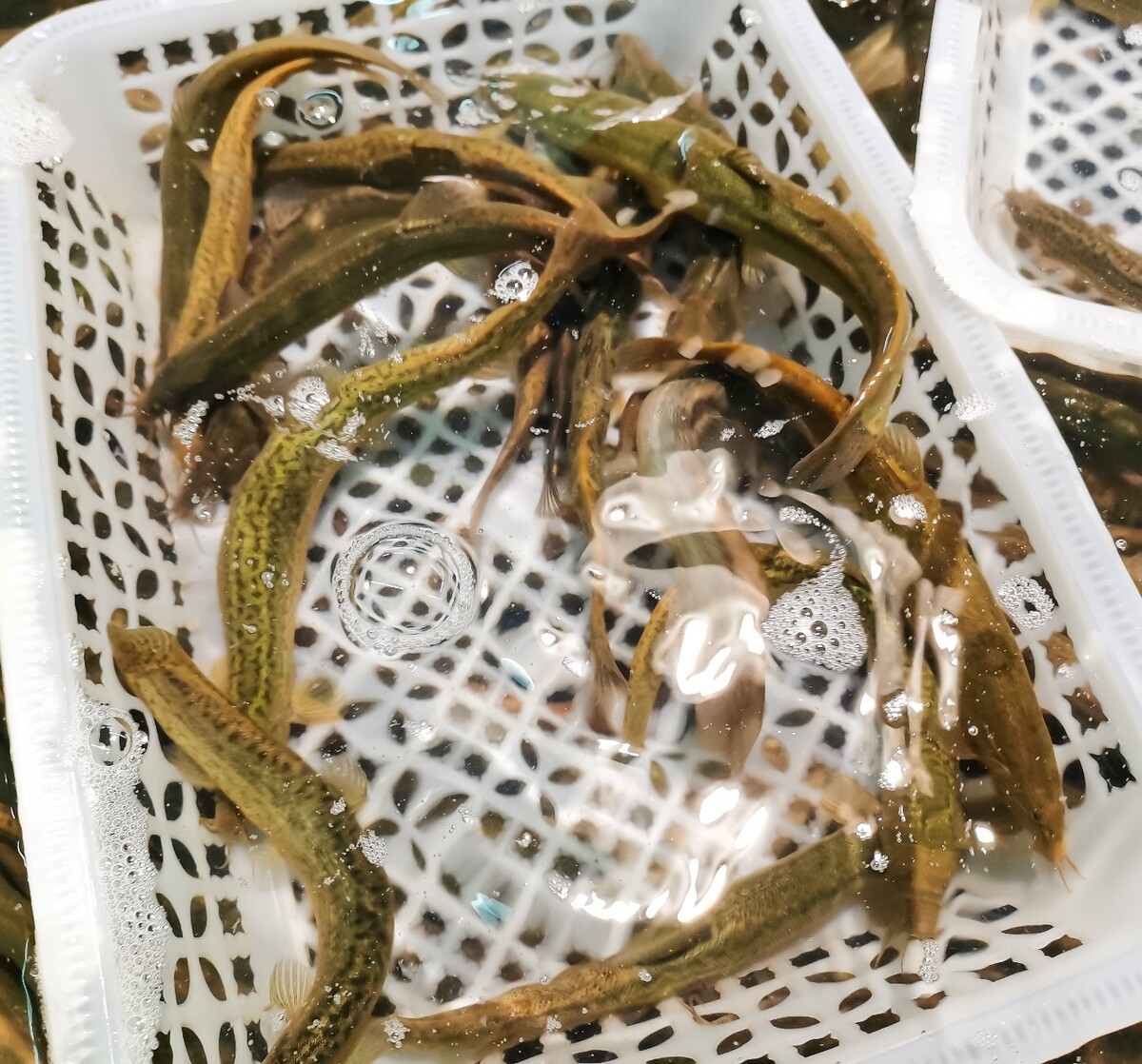 图片 摄影 素材 泥鳅 鱼鳅 泥鳅鱼 拧沟 泥沟娄子 鳅类 底栖鱼类 鳅科