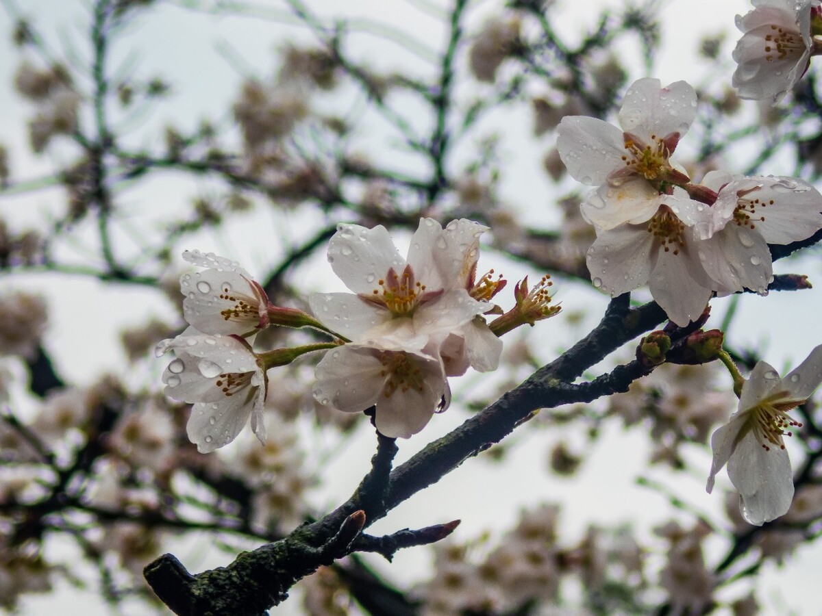 日本樱花 樱花 东京樱花 Cherry Tree 花儿 花卉 植物 太子湾樱花