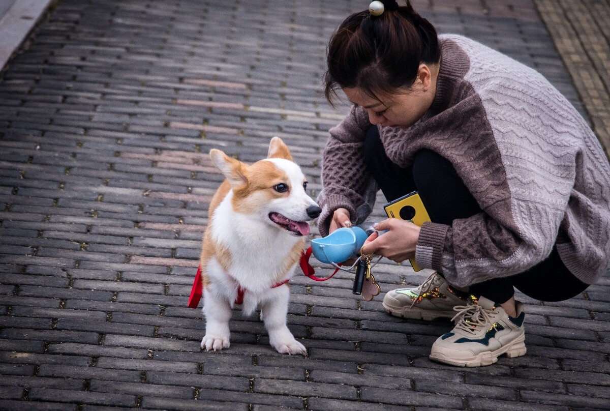 柯基 狗狗 小可爱 宠物 威尔士柯基犬 卡迪根威尔士柯基犬 彭布罗克威尔士柯基犬 旺星人 宠物摄影 人与动物 和谐相处