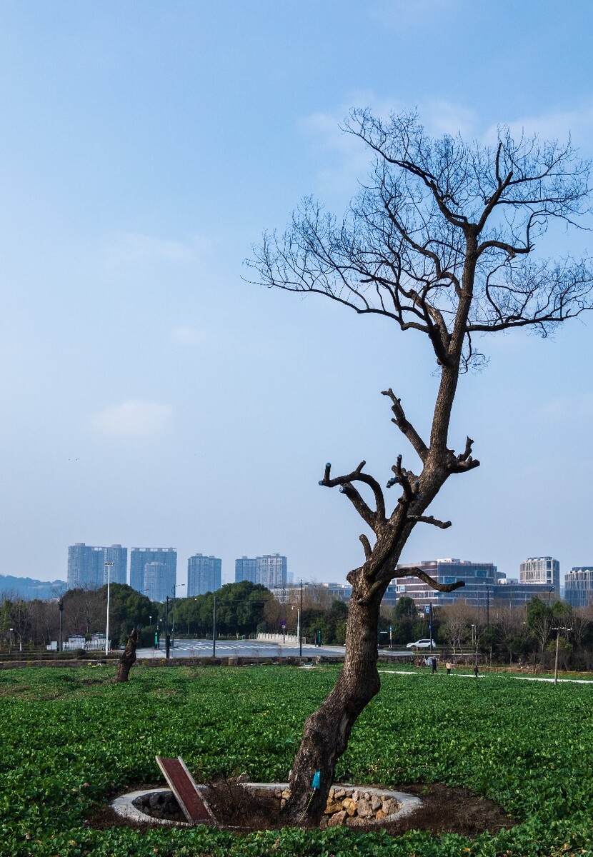 湘湖风光 自然 风光 摄影 风景 旅游 旅行 自然 树 鸟 天空 树