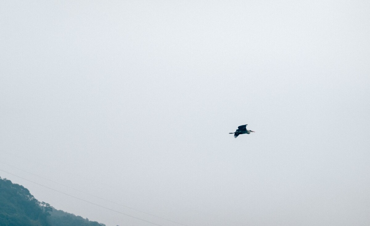 天空 鸟儿 摄影 飞鸟 湘湖风光  特写 摄影 成群的鸟儿 