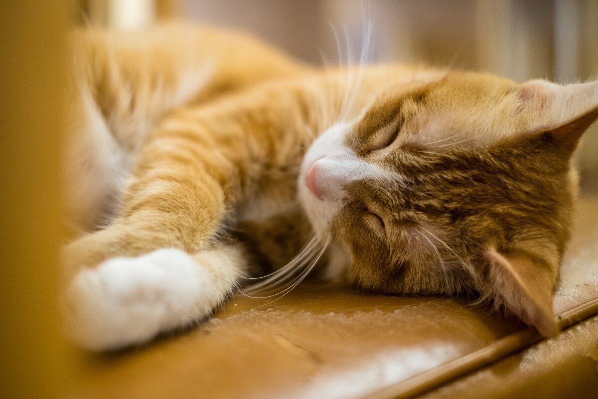 喵星人 猫猫 可爱的猫 萌宠 猫咪 家猫 野猫 Felinae 猫 摄影 猫私房 特写 图片 素材 小菊