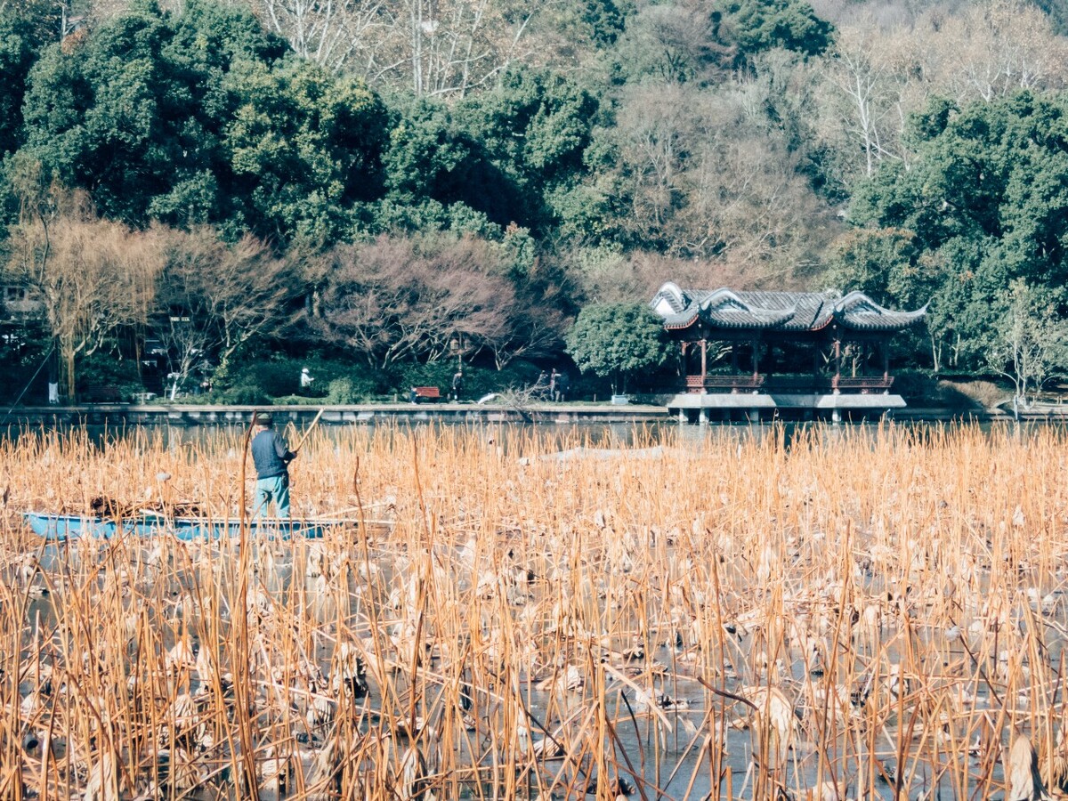 西湖美化人 环境保护人 西湖 枯荷 荷塘 风光 自然 风景 杭州西湖 清理人 人像 图片 素材