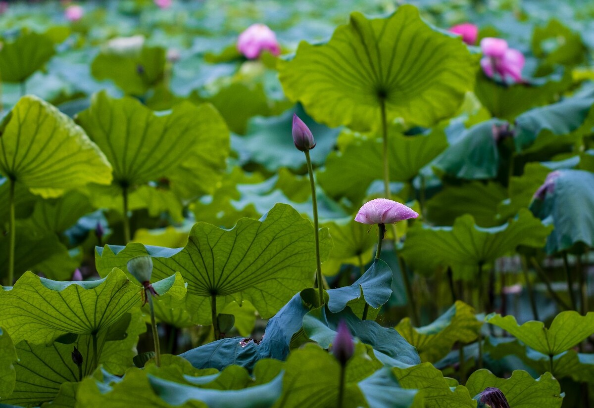 荷叶 荷塘 荷 植物 叶子 莲花 水芙蓉 莲花 水芙蓉 藕花 芙蕖 水芝 水华 泽芝 中国莲 摄影 特写 自然 风光