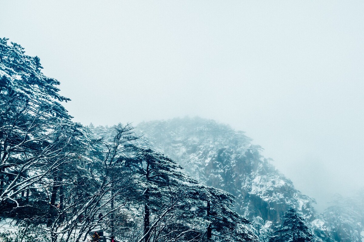 植物 雪景 大自然 自然 雪中的植物 白雪 黄山雪景 索道 黄山 森林雪景