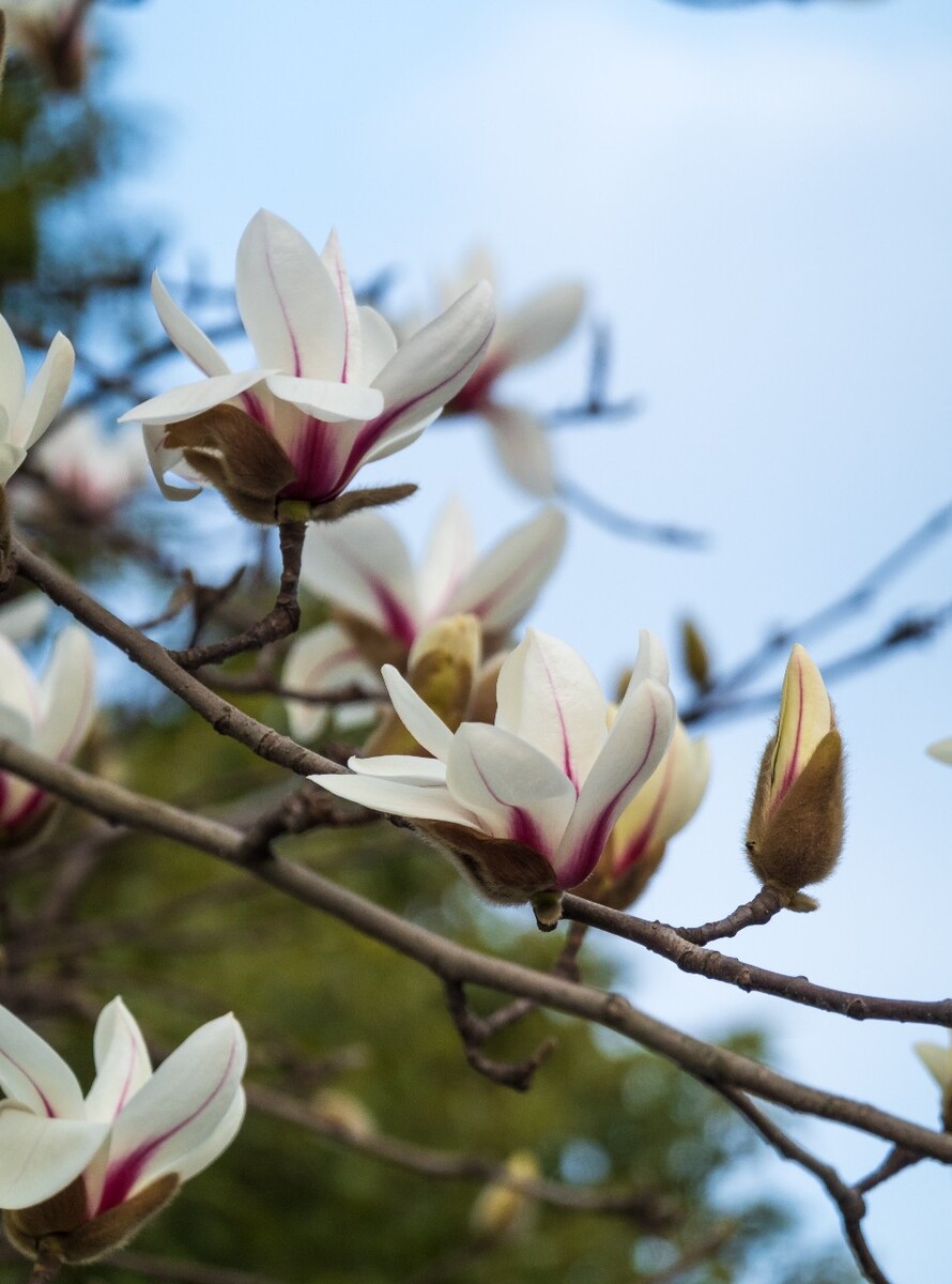 白玉兰 木兰 玉兰花 迎春花 望春 应春花 玉堂春 辛夷花 玉兰