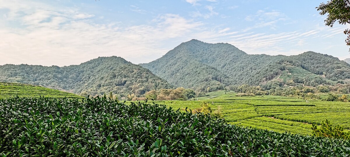 茶园 茶叶 茶村 龙坞 茶山 茶镇 龙坞茶山 杭州龙坞茶园 杭州龙坞茶村 杭州龙坞茶山