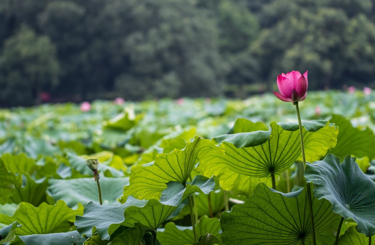荷叶 荷塘 荷 植物 叶子 莲花 水芙蓉 莲花 水芙蓉 藕花 芙蕖 水芝 水华 泽芝 中国莲 摄影 特写 自然 风光