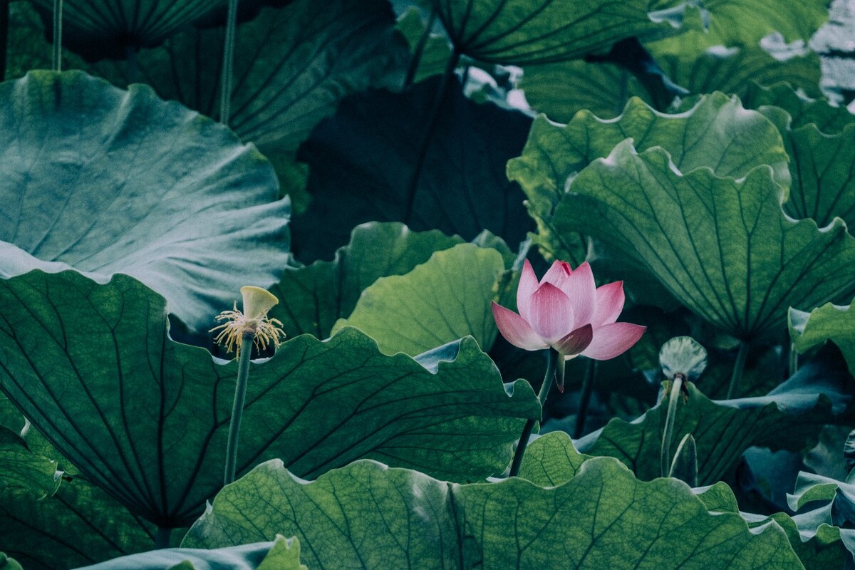 荷花 莲花 水芙蓉 草本花卉 莲花 水芙蓉 藕花 芙蕖 水芝 水华 泽芝 中国莲 摄影 特写