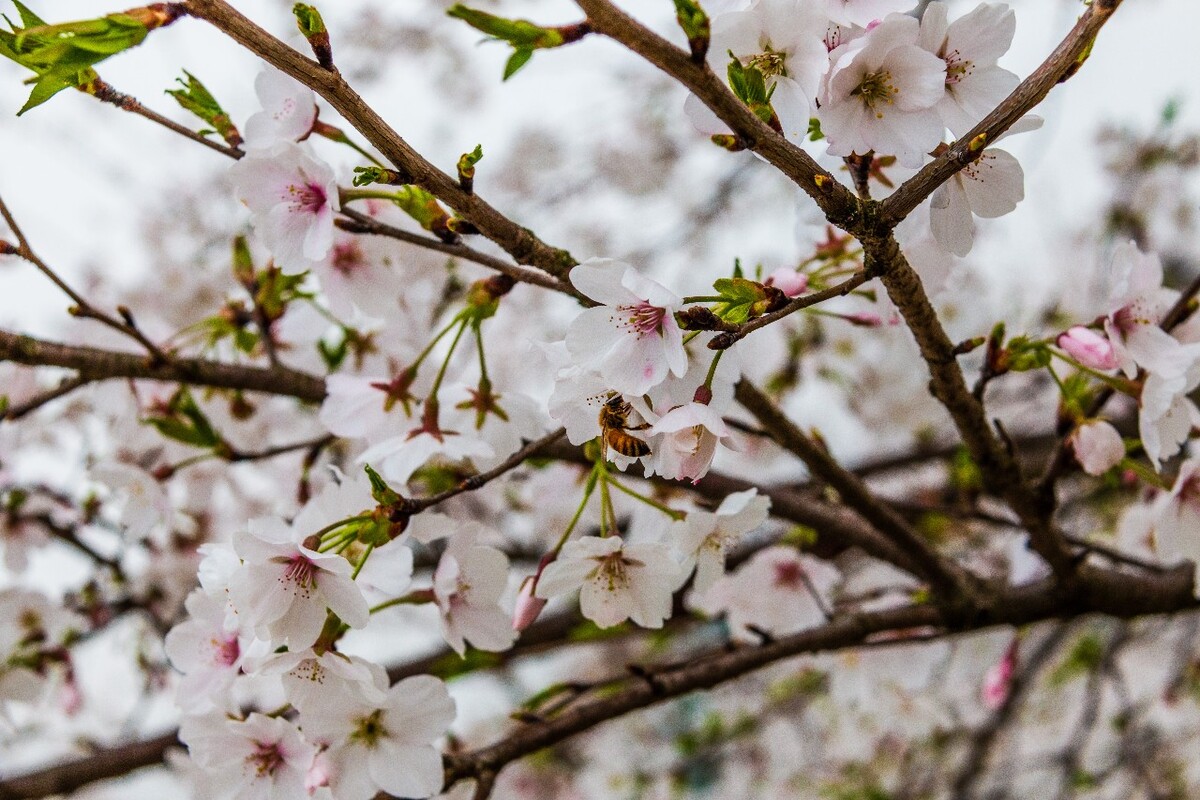 日本樱花 樱花 东京樱花 Cherry Tree 花儿 花卉 植物 太子湾樱花 樱花
