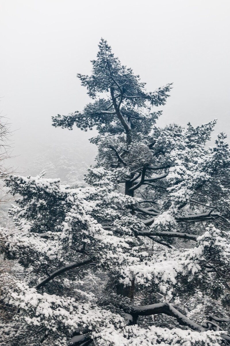 雪景 自然 风景 自然风光 大自然 黄山雪景 黄山风光 树枝上的雪 积雪 千里冰封 万里雪飘 银妆素裹