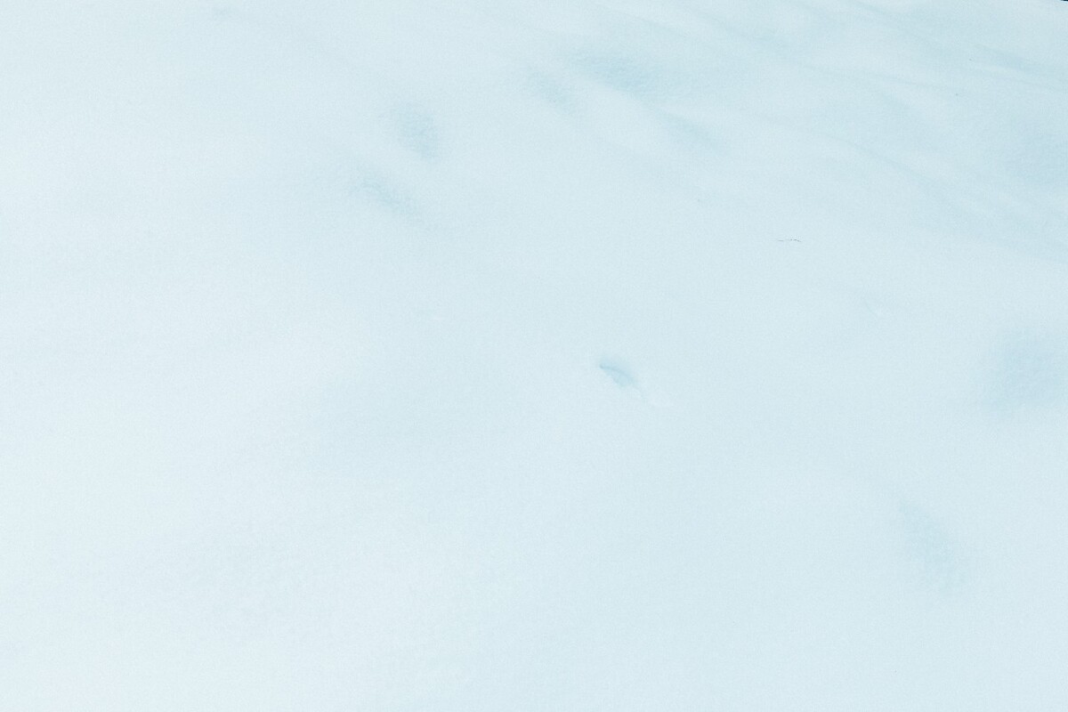 植物 雪景 大自然 自然 雪中的植物 白雪 黄山雪景 索道 黄山 森林雪景