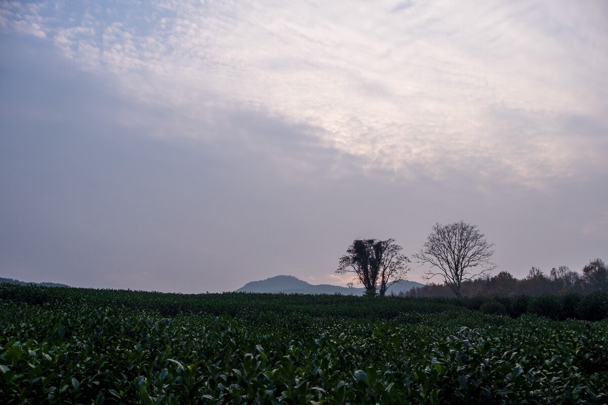 茶园风光 自然风光 茶树 茶园 龙井茶园 杭州 龙井茶园 自然 云彩 网红茶树 椰子树 摄影