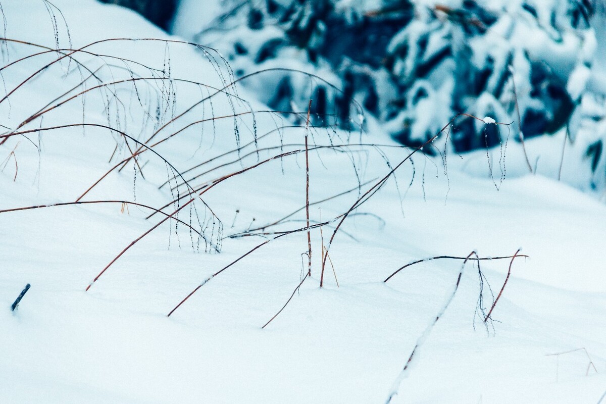 植物 雪景 大自然 自然 雪中的植物 白雪 黄山雪景 索道 黄山 森林雪景