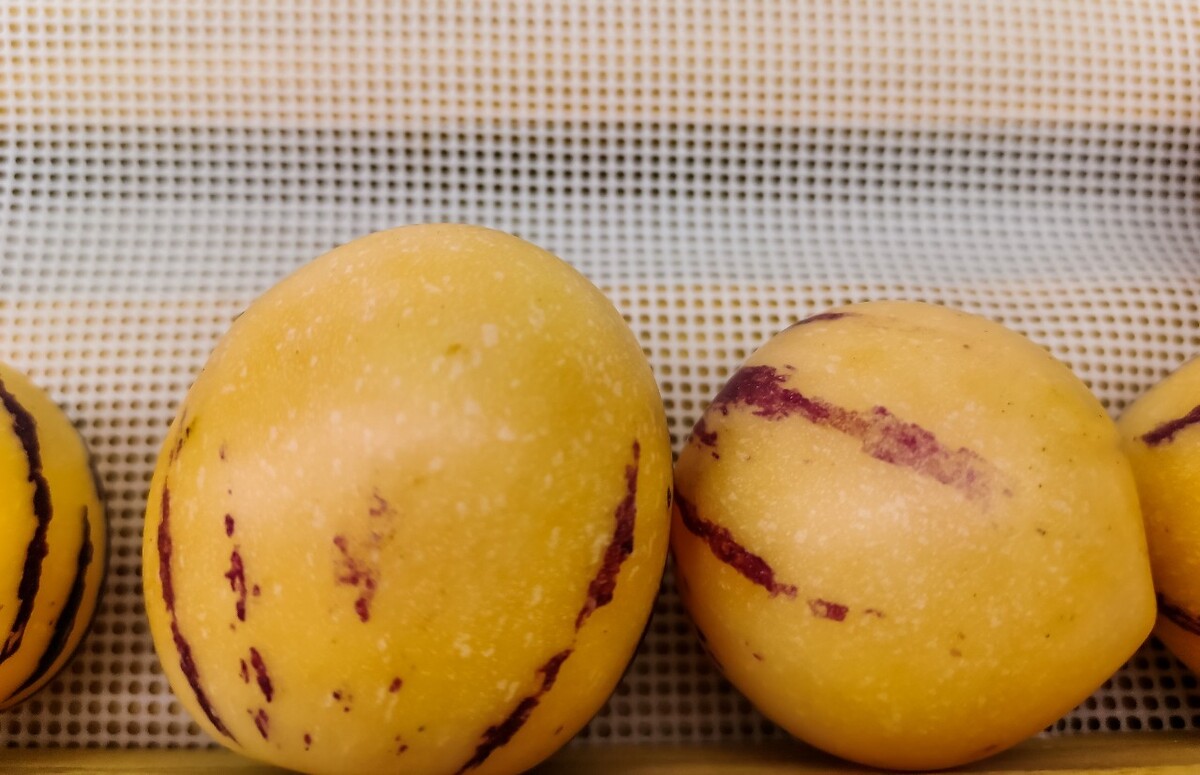 人生果 仙桃 艳果 人参果 水果 食物 摄影 图片 素材 特写 背景