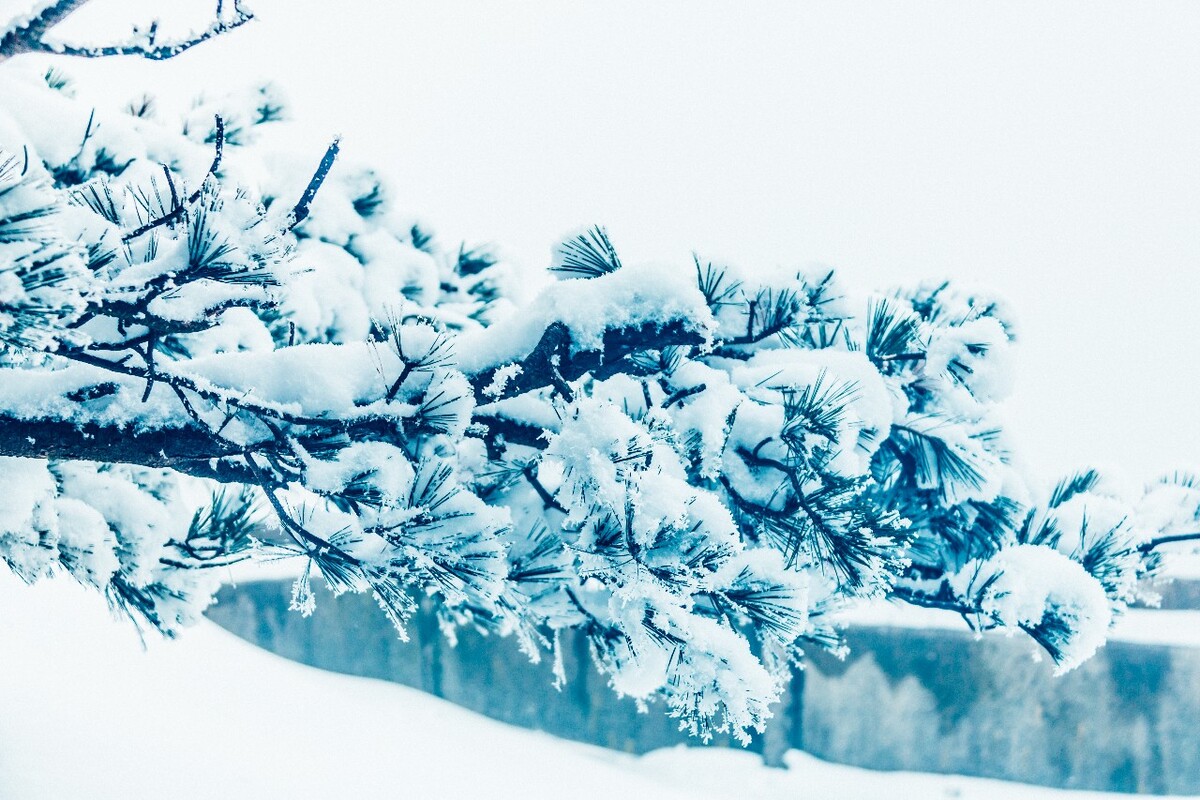 雪山 雪景 大自然 自然风光 银妆素裹 万里雪飘 黄山雪景 黄山 雪后的黄山 旅游 旅行 森林雪景