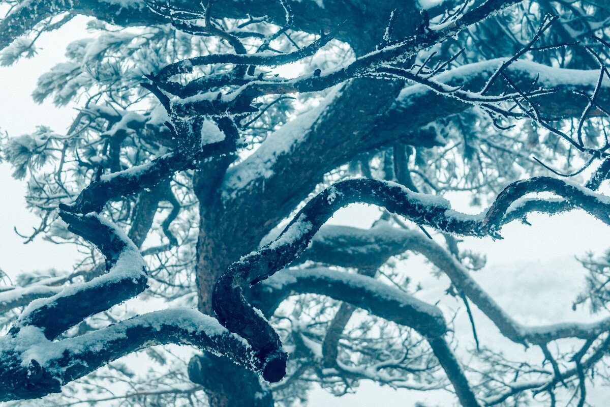 雪景 自然 风景 自然风光 大自然 黄山雪景 黄山风光 树枝上的雪 积雪 千里冰封 万里雪飘 银妆素裹