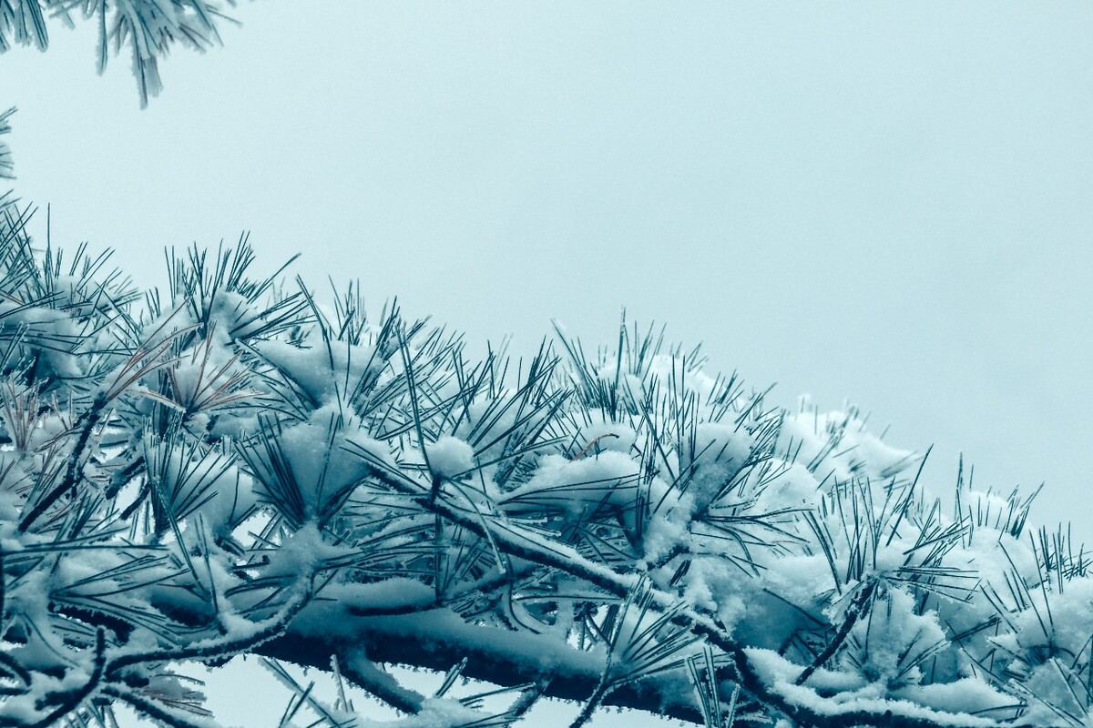 雪景 自然 风景 自然风光 大自然 黄山雪景 黄山风光 树枝上的雪 积雪 千里冰封 万里雪飘 银妆素裹
