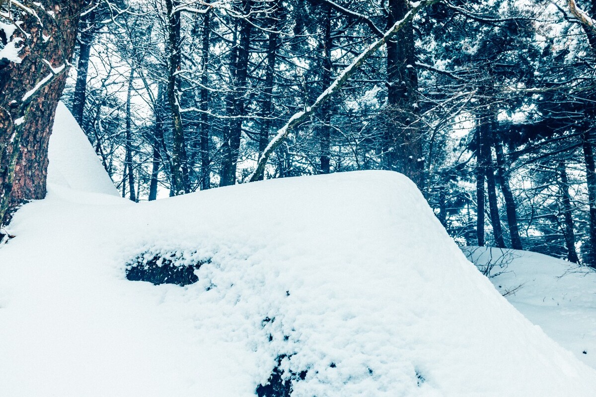 植物 雪景 大自然 自然 雪中的植物 白雪 黄山雪景 索道 黄山 森林雪景
