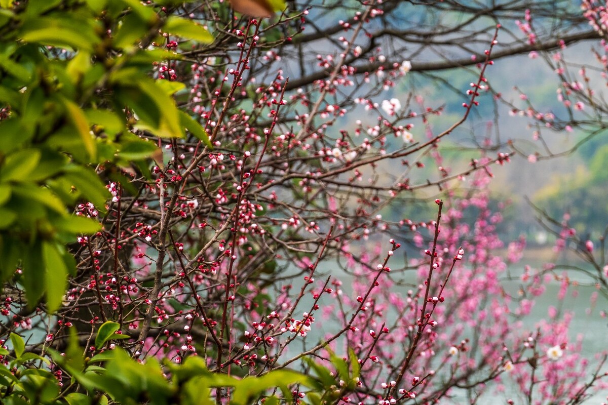 梅花 红梅 梅花盛开 寒梅傲骨 玉洁冰清 植物 开花 花朵