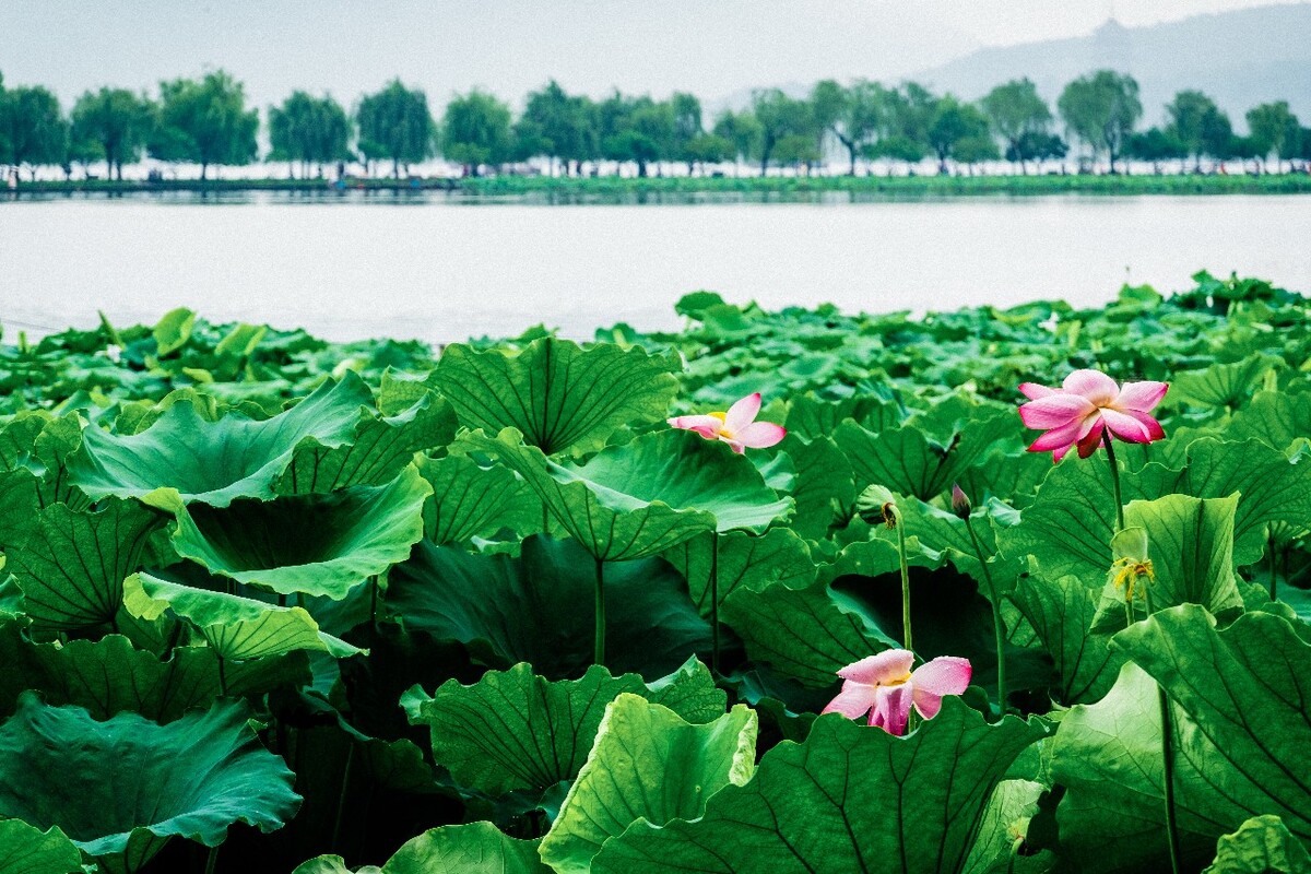 荷花 白堤 断桥 莲花 水芙蓉 藕花 芙蕖 水芝 水华 泽芝 中国莲 花苞 水旦草 芙蓉 水芙蓉 玉环 六月春 中国莲 六月花神 藕花 灵草 玉芝 水中芙蓉 水宫仙子 君子花 天仙花 红蕖 溪客 碧环鞭蓉 鞭蕖 金芙蓉 草芙蓉 静客 翠钱 红衣 宫莲 佛座须