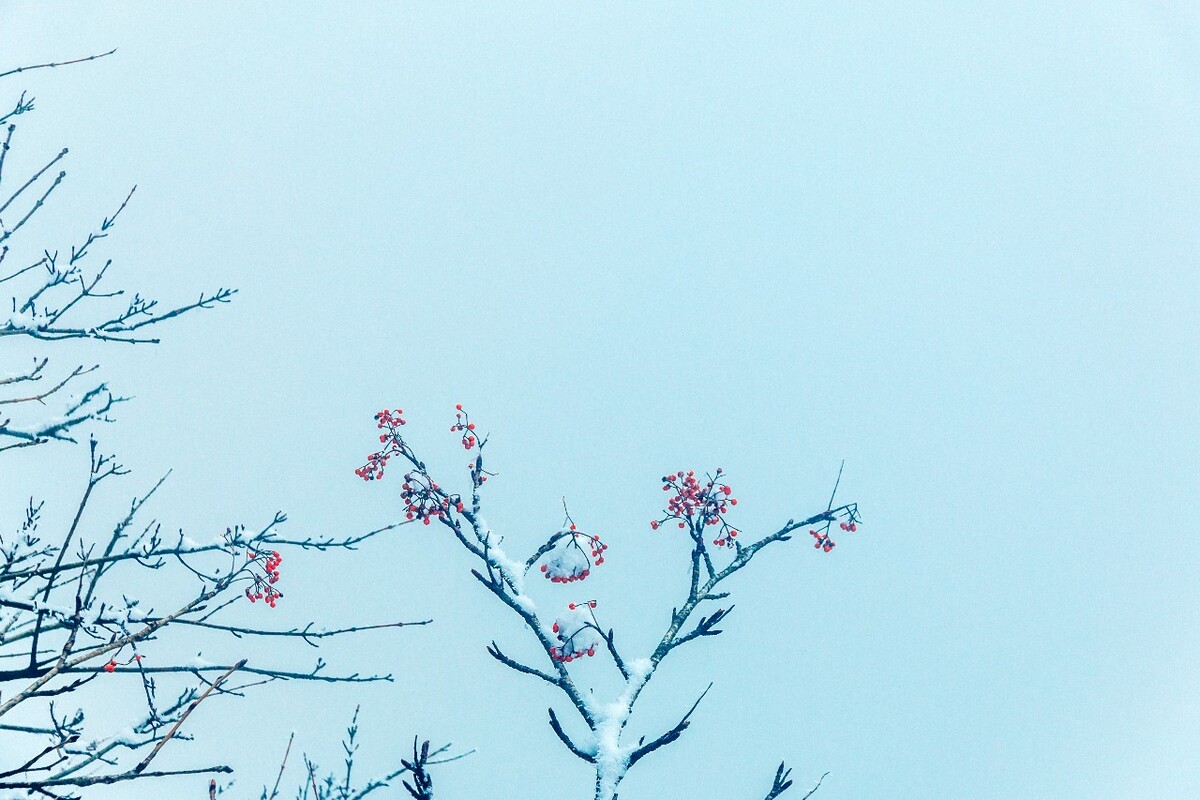 雪景 大自然 自然 风光 黄山雪景 摄影 银妆素裹 千里冰封 万里雪飘 旅游 树枝上的雪 森林雪景 果实