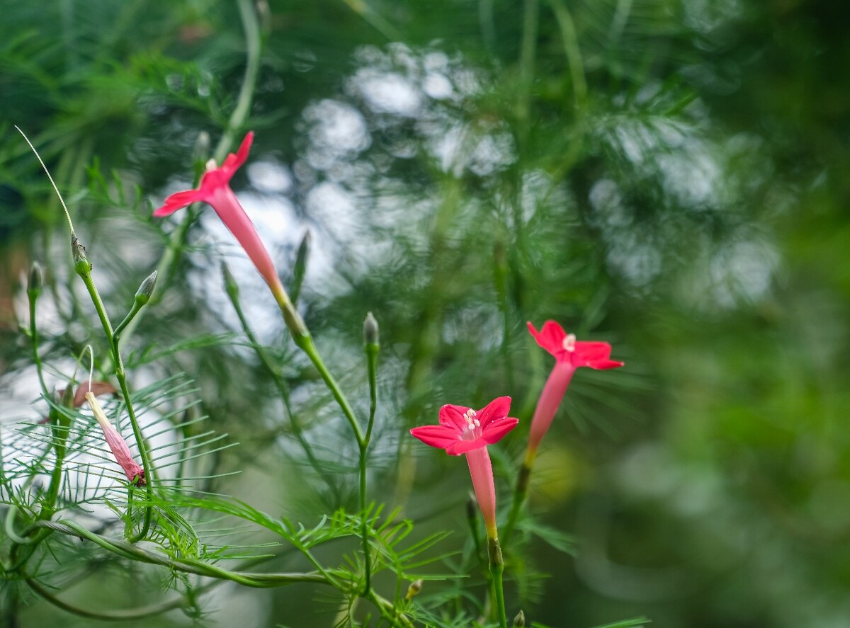茑萝 羽叶茑萝 绕龙花 茑萝松 缠绕植物