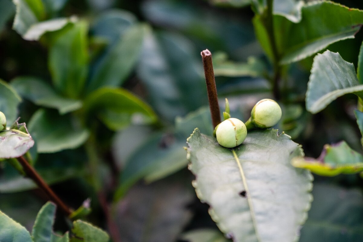 茶园风光 龙井茶园风光 茶叶 茶园 自然风光 茶树 茶 茶花 风光 摄影 特写 山茶花